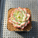 Echeveria 'Illustration' 2" Succulent Plant Cutting