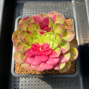 Aeonium 'Janus' Variegated 2"-3" Succulent Plant Cutting