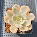 Echeveria Runyonii Variegated (Aka Echeveria 'Akaihosi' Variegated) 3" Succulent Plant Cutting