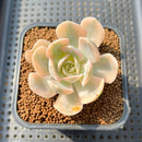 Echeveria Runyonii Variegated (Aka Echeveria 'Akaihosi' Variegated) 3" Succulent Plant Cutting