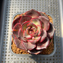Echeveria 'Melodious' 2" Succulent Plant Cutting
