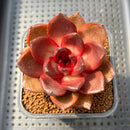 Echeveria sp. 2" Succulent Plant Cutting