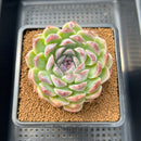 Echeveria 'Jade Bead' 2"-3" Succulent Plant Cutting