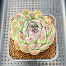 Echeveria 'Jade Bead' 2"-3" Succulent Plant Cutting