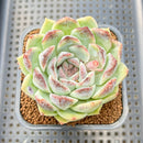 Echeveria 'Jade Bead' 2"-3" Succulent Plant Cutting