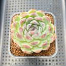 Echeveria 'Jade Bead' 2"-3" Succulent Plant Cutting