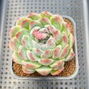 Echeveria 'Jade Bead' 2"-3" Succulent Plant Cutting