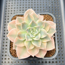 Echeveria 'Anna' Variegated 2"-3" Succulent Plant Cutting