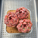 Echeveria 'Black Queen' Hybrid' 2" Succulent Plant Cutting