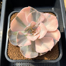 Echeveria 'Pollux' Variegated 4"-5" Succulent Plant Cutting