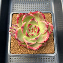 Echeveria Agavoides 'Usuai' 3" Succulent Plant Cutting