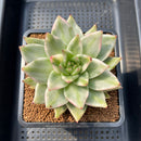 Echeveria Agavoides 'Elkhorn' Variegated 4" Large Succulent Plant Cutting