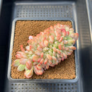 Echeveria 'Onyx' Crested 4" Succulent Plant Cutting