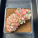 Echeveria 'Onyx' Crested 4" Succulent Plant Cutting