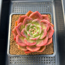 Echeveria 'Red Champaign' 4" Succulent Plant Cutting