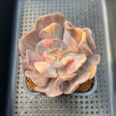 Echeveria 'Cubic Frost' Variegated 3" Succulent Plant Cutting