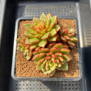 Echeveria 'Fireworks' 4" Succulent Plant Cutting