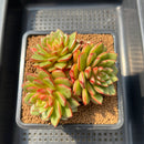 Echeveria 'Fireworks' 4" Succulent Plant Cutting