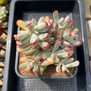 Cotyledon 'Orbiculata' Variegated 4"-5" Large Cluster Succulent Plant Cutting