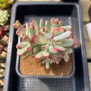 Cotyledon 'Orbiculata' Variegated 4"-5" Large Cluster Succulent Plant Cutting
