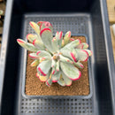 Cotyledon 'Orbiculata' Variegated 4"-5" Large Cluster Succulent Plant Cutting