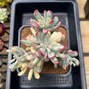 Cotyledon 'Orbiculata' Variegated 4"-5" Large Cluster Succulent Plant Cutting