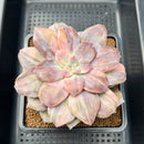 Quetzalcoatlia 'Pentandra Superba' Variegated 4" Succulent Plant Cutting (Formerly Graptopetalum 'Pentandrum Superbum' Variegated)