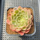 Echeveria 'Desert Rose' Variegated 3"-4" Succulent Plant Cutting