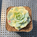 Echeveria 'Bluette' Variegated 1"-2" Succulent Plant Cutting