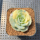 Echeveria 'Bluette' Variegated 1"-2" Succulent Plant Cutting