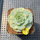 Echeveria 'Bluette' Variegated 1"-2" Succulent Plant Cutting