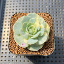 Echeveria 'Bluette' Variegated 1"-2" Succulent Plant Cutting