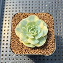 Echeveria 'Bluette' Variegated 1"-2" Succulent Plant Cutting