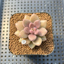 Echeveria 'Angels Kiwi' 1"-2" Air Magic Hybrid Succulent Plant Cutting