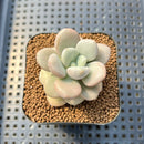 Graptopetalum sp. 1" Succulent Plant Cutting