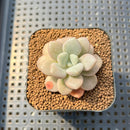 Graptopetalum sp. 1" Succulent Plant Cutting