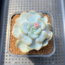 Echeveria 'Heart Song' 2" Succulent Plant Cutting