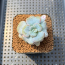Echeveria 'Heart Song' 2" Succulent Plant Cutting
