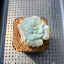 Echeveria 'Heart Song' 2" Succulent Plant Cutting