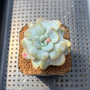 Echeveria 'Heart Song' 2" Succulent Plant Cutting