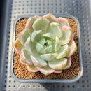 Echeveria 'Pretty In Pink' Variegated 2"-3" Succulent Plant Cutting