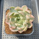 Echeveria 'Pretty In Pink' Variegated 2"-3" Succulent Plant Cutting
