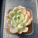 Echeveria 'Pretty In Pink' Variegated 2"-3" Succulent Plant Cutting