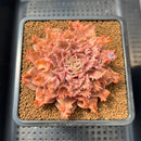 Graptoveria 'Starfire' 3" (Suculentia Original Hybrid) Succulent Plant Cutting