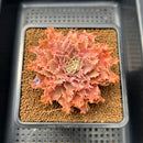 Graptoveria 'Starfire' 3" (Suculentia Original Hybrid) Succulent Plant Cutting