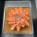 Graptoveria 'Starfire' 3" (Suculentia Original Hybrid) Succulent Plant Cutting