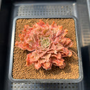 Graptoveria 'Starfire' 3" (Suculentia Original Hybrid) Succulent Plant Cutting