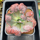 Echeveria Frill sp. 4"-5" Succulent Plant Cutting