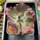 Echeveria Frill sp. 4"-5" Succulent Plant Cutting