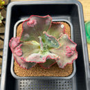 Echeveria Frill sp. 4"-5" Succulent Plant Cutting
